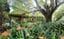 The E. G. Waterhouse National Camellia Gardens High Tea Lunch Image -648ce242c5cd5
